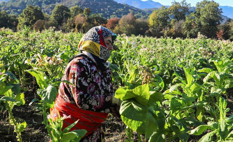 کشاورزی در گلستان