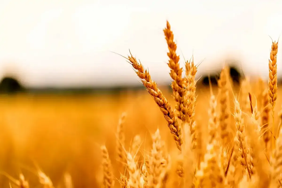 نرخ‌گذاری تازه برای گندم آغاز شد؛ اختلاف ۱۰ هزار تومانی همچنان باقی است