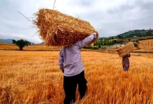 اختلاف نظر بین دولت و کشاورزان درباره نرخ خرید تضمینی گندم