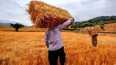 اختلاف نظر بین دولت و کشاورزان درباره نرخ خرید تضمینی گندم