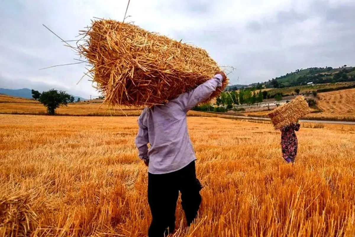 اختلاف نظر بین دولت و کشاورزان درباره نرخ خرید تضمینی گندم