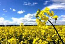استان‌های پیشتاز در تولید کلزا