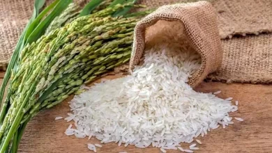 برنج
