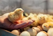 بهترین دستگاه جوجه کشی
