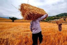 تأخیر در اعلام نرخ تضمینی گندم به سود کشاورزان است