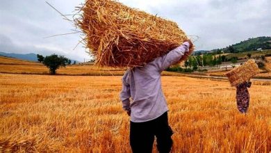 تأخیر در اعلام نرخ تضمینی گندم به سود کشاورزان است