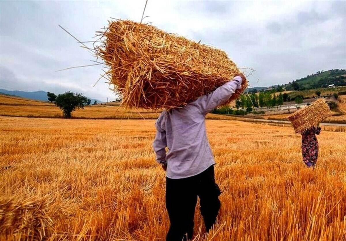 تأخیر در اعلام نرخ تضمینی گندم به سود کشاورزان است