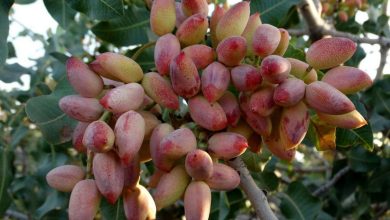 قیمت‌گذاری دست خریداران