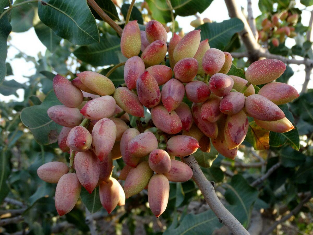 قیمت‌گذاری دست خریداران