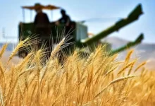 قیمت خرید تضمینی گندم