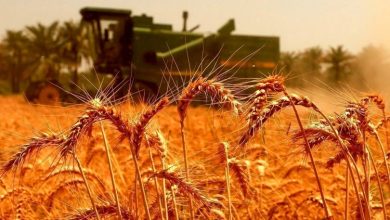 قیمت خرید تضمینی گندم