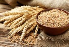 قیمت خرید تضمینی گندم