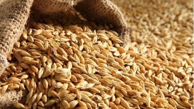 قیمت خرید تضمینی گندم