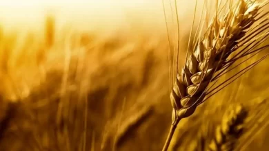 قیمت گندم
