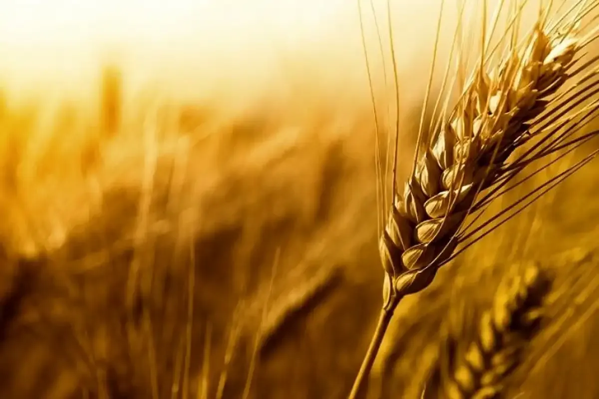 قیمت گندم