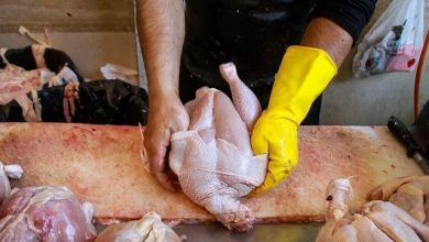 قیمت مرغ