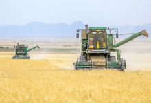 قیمت گندم