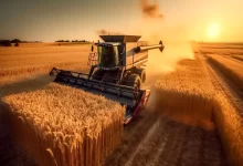قیمت گندم