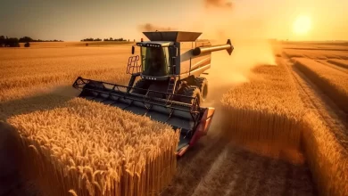 قیمت گندم