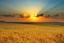 قیمت گندم امروز هم نهایی نشد