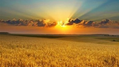 قیمت گندم امروز هم نهایی نشد