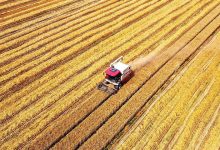 قیمت-گندم-غلات