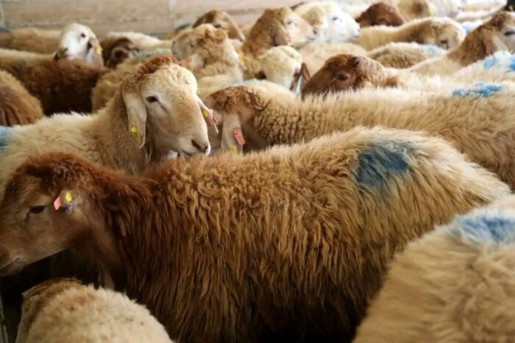 قیمت گوساله