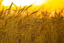 نرخ پیشنهادی برای هر کیلوگرم گندم
