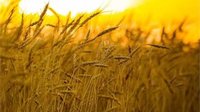 نرخ پیشنهادی برای هر کیلوگرم گندم