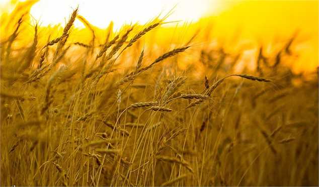 نرخ پیشنهادی برای هر کیلوگرم گندم