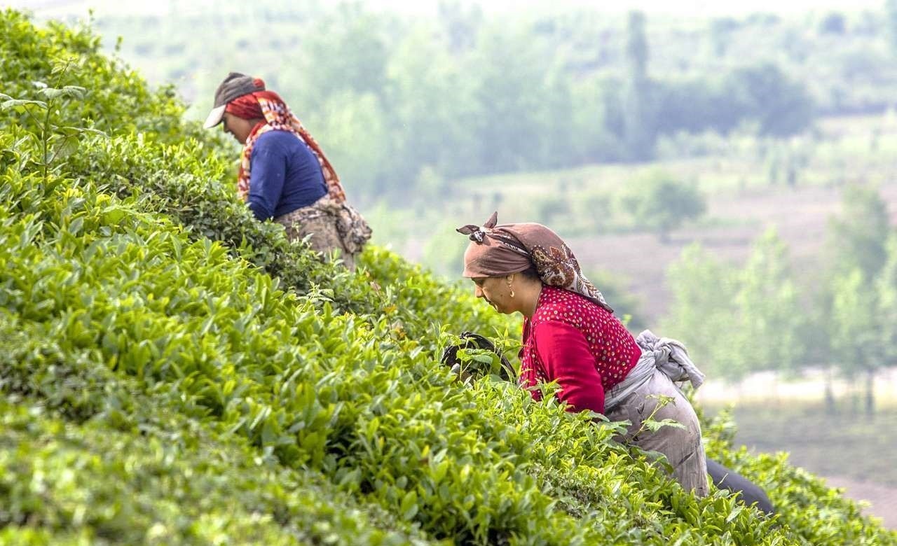 صنعت چای کشور