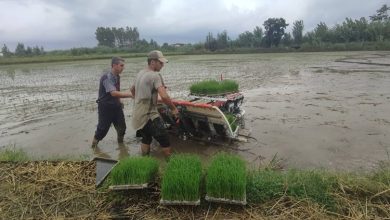 کشت دوم برنج