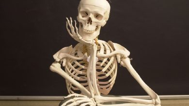 اجرای برنامه ملی کنترل پوکی استخوان در پنج دانشگاه علوم پزشکی آغاز شد