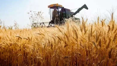با اعلام قیمت شناور؛ نرخ خرید تضمینی گندم چقدر شد؟