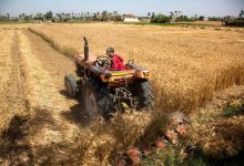 تأخیر در اعلام قیمت تضمینی گندم؛ بلاتکلیفی کشاورزان و خطر امنیت غذایی