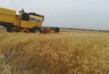 جزئیات تازه از بدهی دولت به کشاورزان؛ پرداخت‌ها به صورت اعتباری یا مدت‌دار خواهد بود