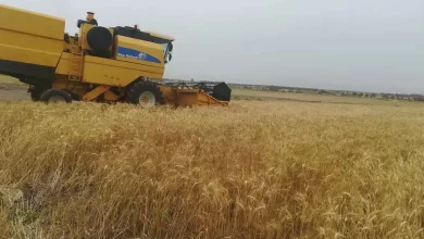 جزئیات تازه از بدهی دولت به کشاورزان؛ پرداختها به صورت اعتباری یا مدتدار خواهد بود