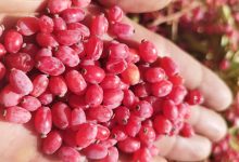 جهش قیمت زرشک