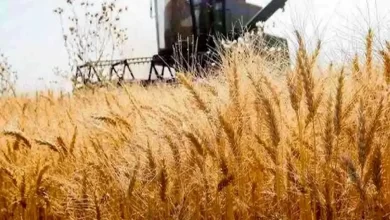 خرید تضمینی گندم