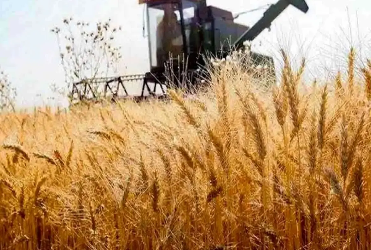 خرید تضمینی گندم