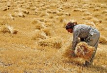 خرید تضمینی گندم