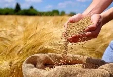 خرید تضمینی گندم