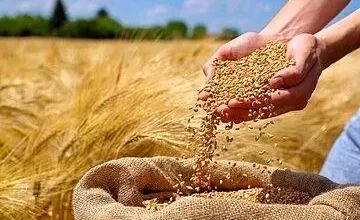 خرید تضمینی گندم