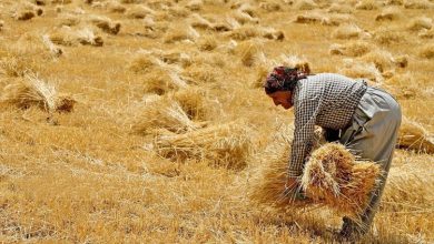 خرید تضمینی گندم