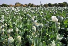 دادستان کل کشور