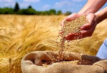 روش‌های جایگزین خرید تضمینی گندم