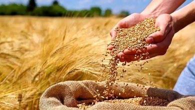 روش‌های جایگزین خرید تضمینی گندم
