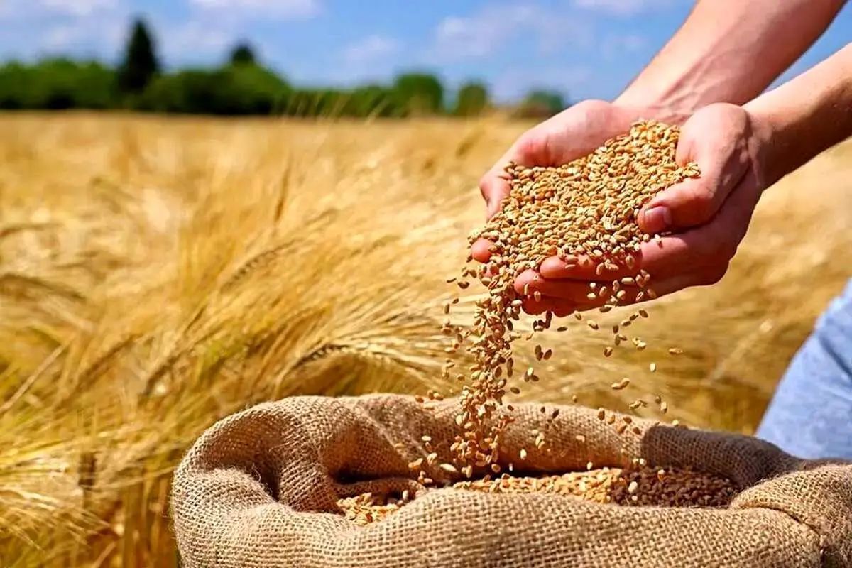 روش‌های جایگزین خرید تضمینی گندم