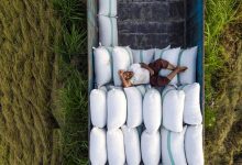 افزایش تولید برنج در هند، فرصت تازه برای توسعه صادرات برنج هند در عراق و اندونزی