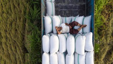 افزایش تولید برنج در هند، فرصت تازه برای توسعه صادرات برنج هند در عراق و اندونزی